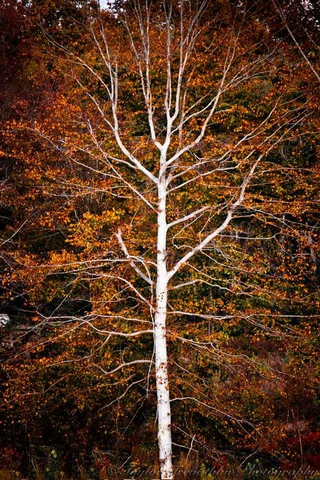 Illustration for article titled Shooting Challenge Fall Leaves Gallery 11